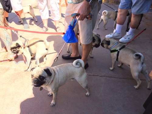 At the Pug Rescue Convention Photo by: Roddel Abalos