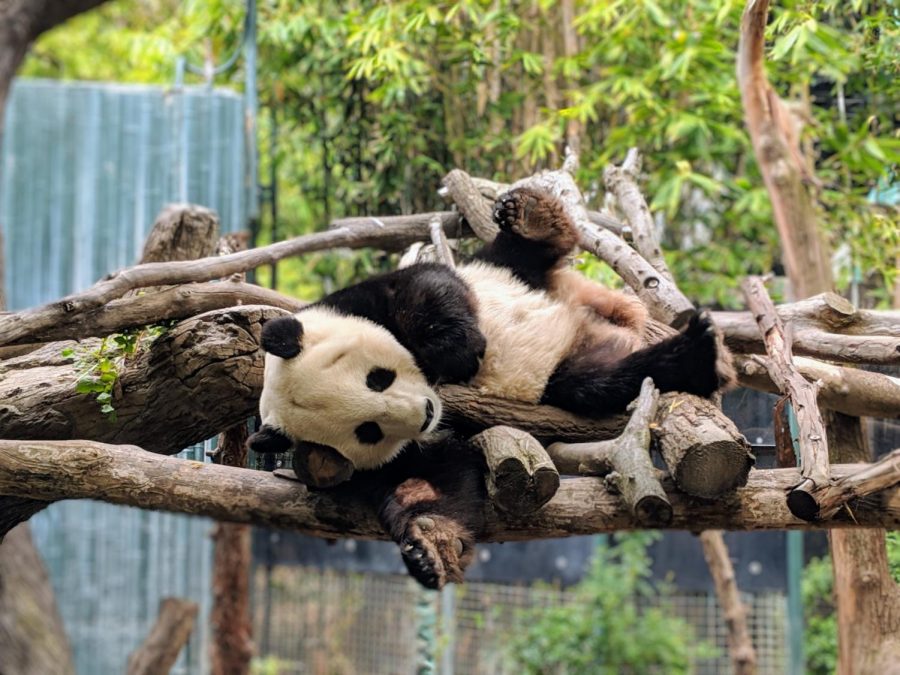 San Diego Bids Farewell to Pandas