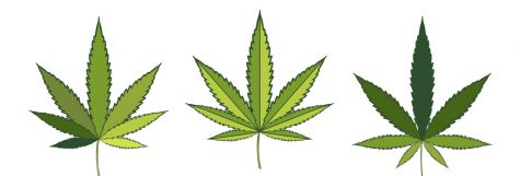 Healthy Buds