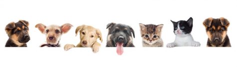 Pets-For-Pep