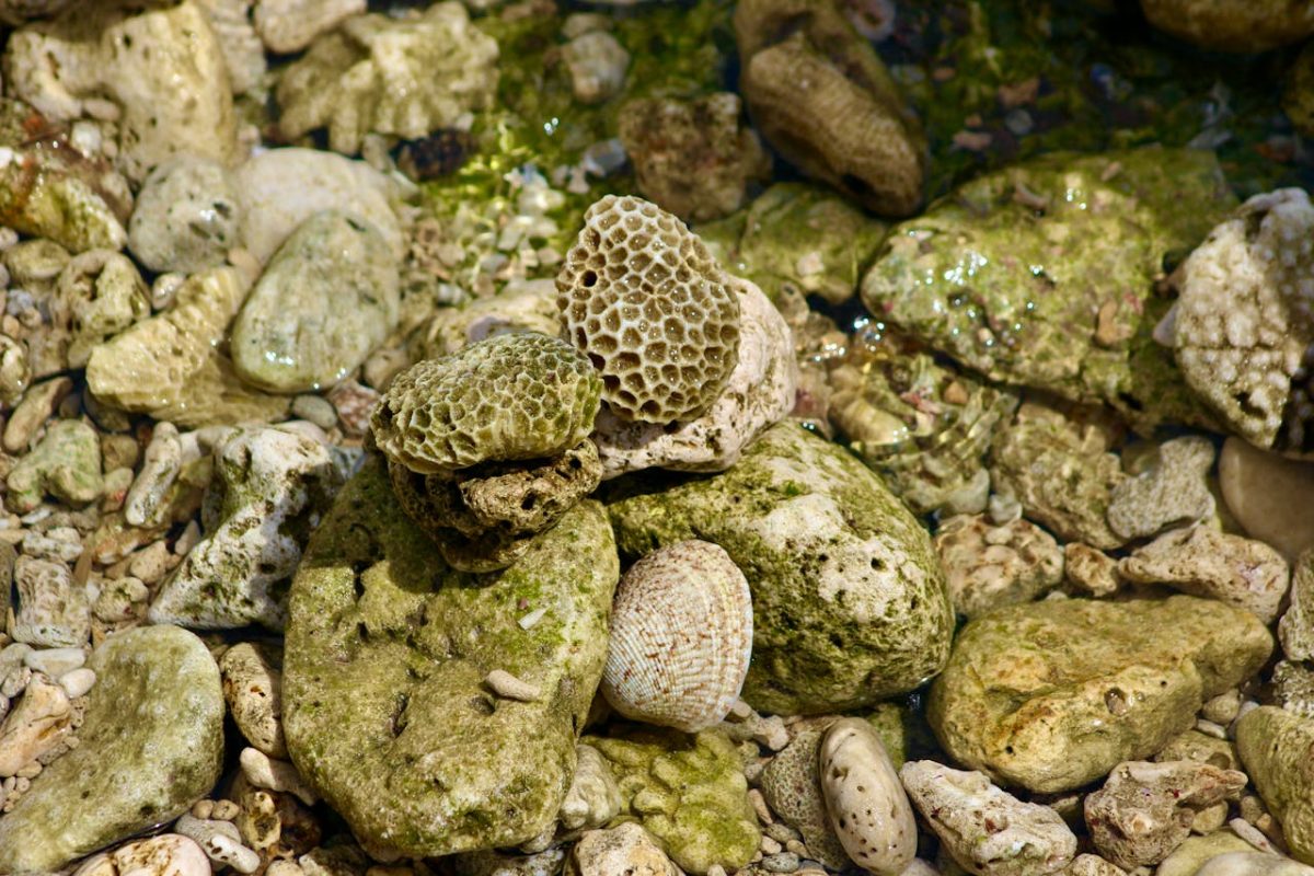 Various coral and seashell pieces resting among wet, greenish rocks in shallow water.