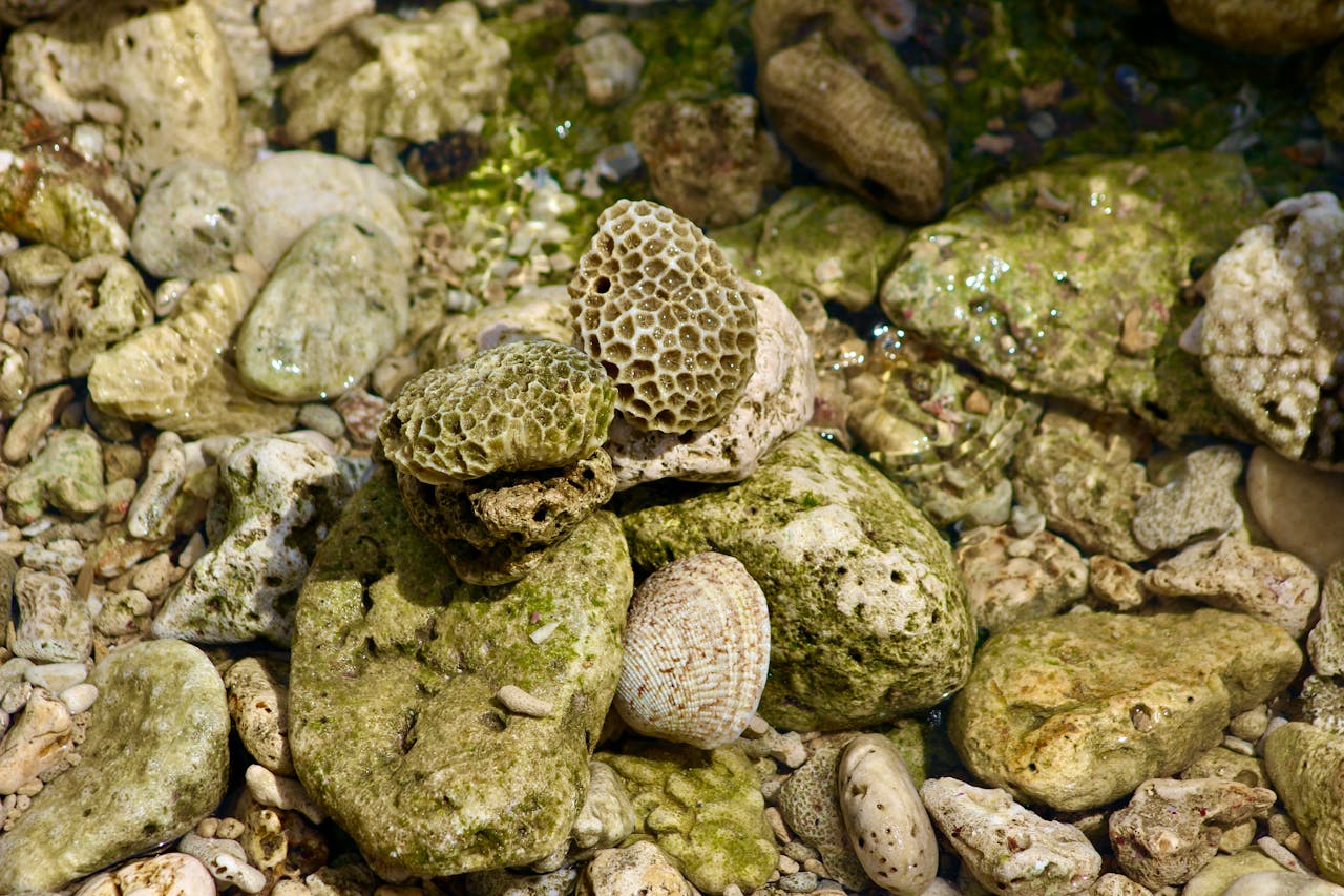Various coral and seashell pieces resting among wet, greenish rocks in shallow water.